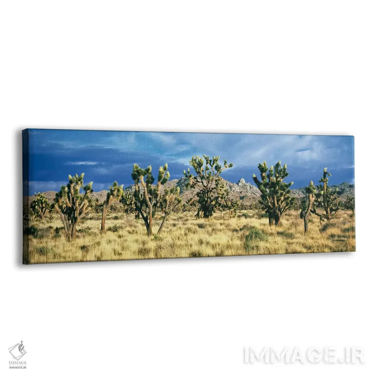 تابلو دکوراتیو Mojave Desert, San Bernardino County, California, USA"… اثر پانورامیک ایمجز - نمای پرسپکتیو محصول