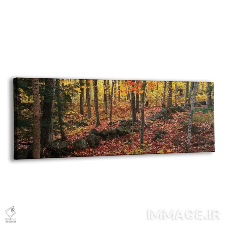 تابلو دکوراتیو "درختان در جنگلی در فصل پاییز، هوپ، شهرستان ناکس، مین… اثر پانورامیک ایمجز - نمای پرسپکتیو محصول