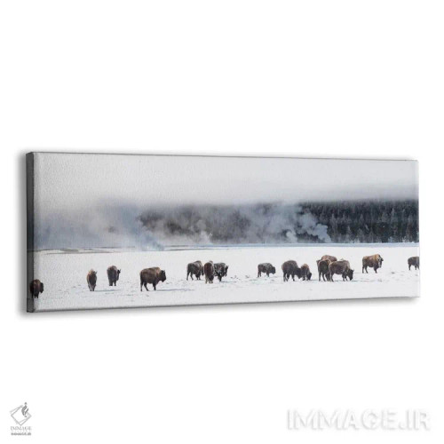تابلو دکوراتیو "نمایی از گله بایسون، فونتن فلتس، پارک ملی یلوستون، وای… اثر پانورامیک ایمجز - نمای پرسپکتیو محصول