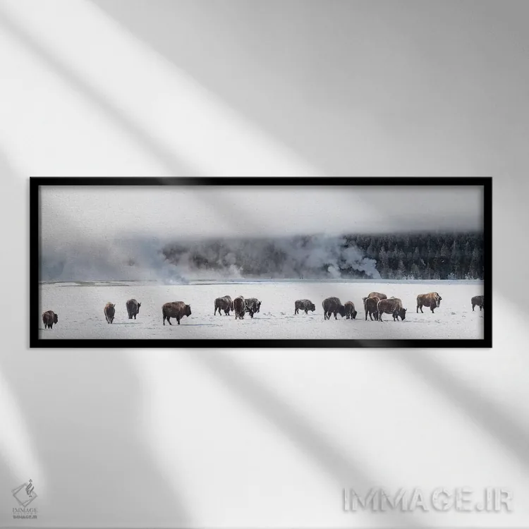 تابلو دکوراتیو "نمایی از گله بایسون، فونتن فلتس، پارک ملی یلوستون، وای… اثر پانورامیک ایمجز - نمای قابدار مشکی