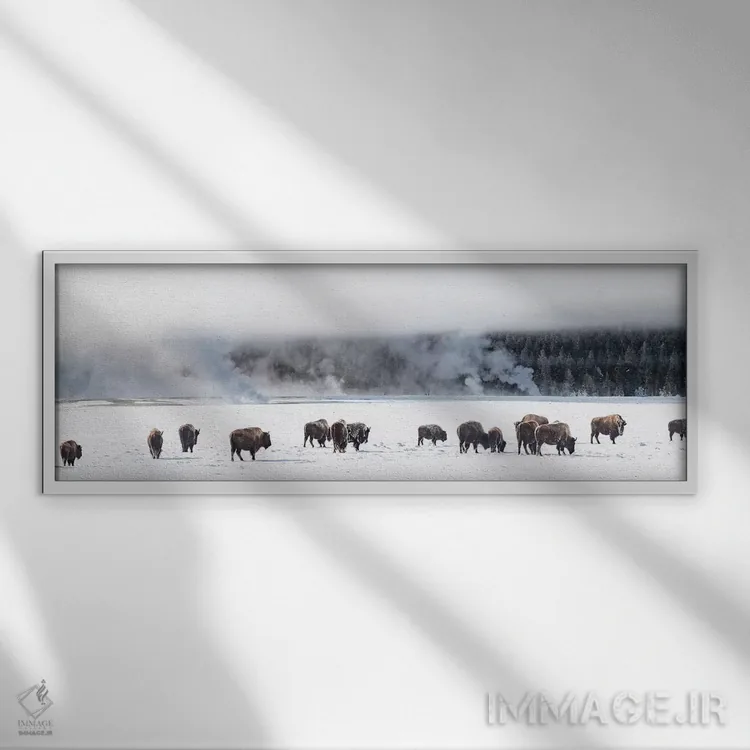 تابلو دکوراتیو "نمایی از گله بایسون، فونتن فلتس، پارک ملی یلوستون، وای… اثر پانورامیک ایمجز - نمای قابدار سفید