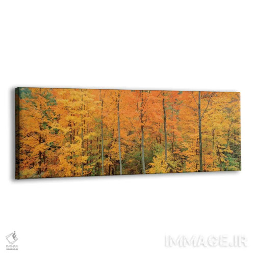تابلو دکوراتیو Memorial State Forest, New York, USA" - "درختان در جنگل… اثر پانورامیک ایمجز - نمای پرسپکتیو محصول