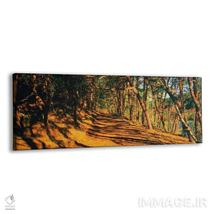 تابلو دکوراتیو Beech Forest Trail, Provincetown, Cape Cod, Barnstable… اثر پانورامیک ایمجز - نمای پرسپکتیو محصول