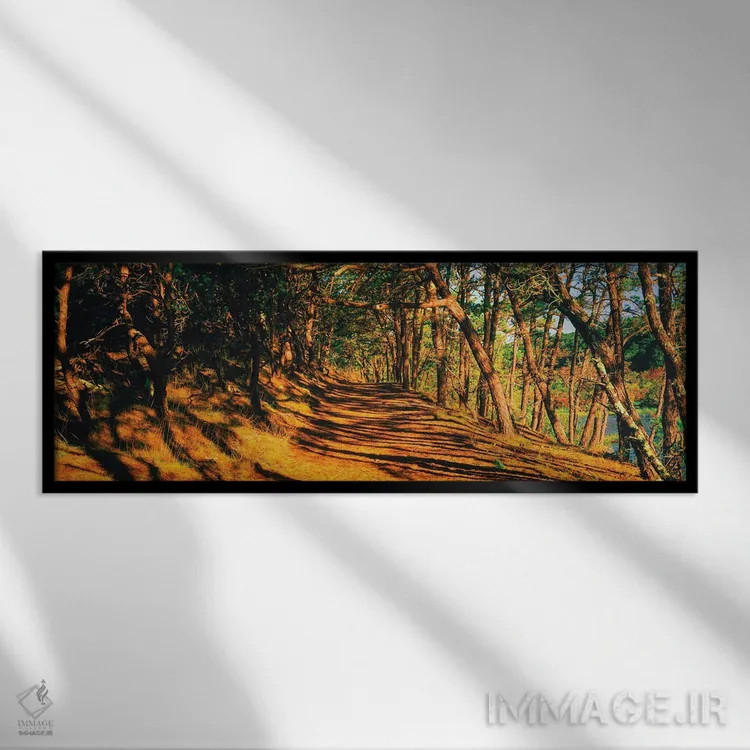 تابلو دکوراتیو Beech Forest Trail, Provincetown, Cape Cod, Barnstable… اثر پانورامیک ایمجز - نمای قابدار مشکی