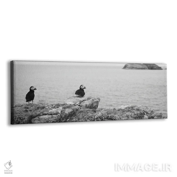 تابلو دکوراتیو Maberly, Newfoundland And Labrador, Canada,پافین های اط… اثر پانورامیک ایمجز - نمای پرسپکتیو محصول