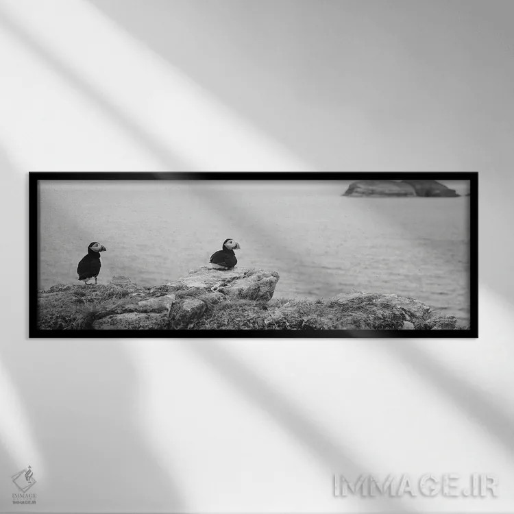 تابلو دکوراتیو Maberly, Newfoundland And Labrador, Canada,پافین های اط… اثر پانورامیک ایمجز - نمای قابدار مشکی