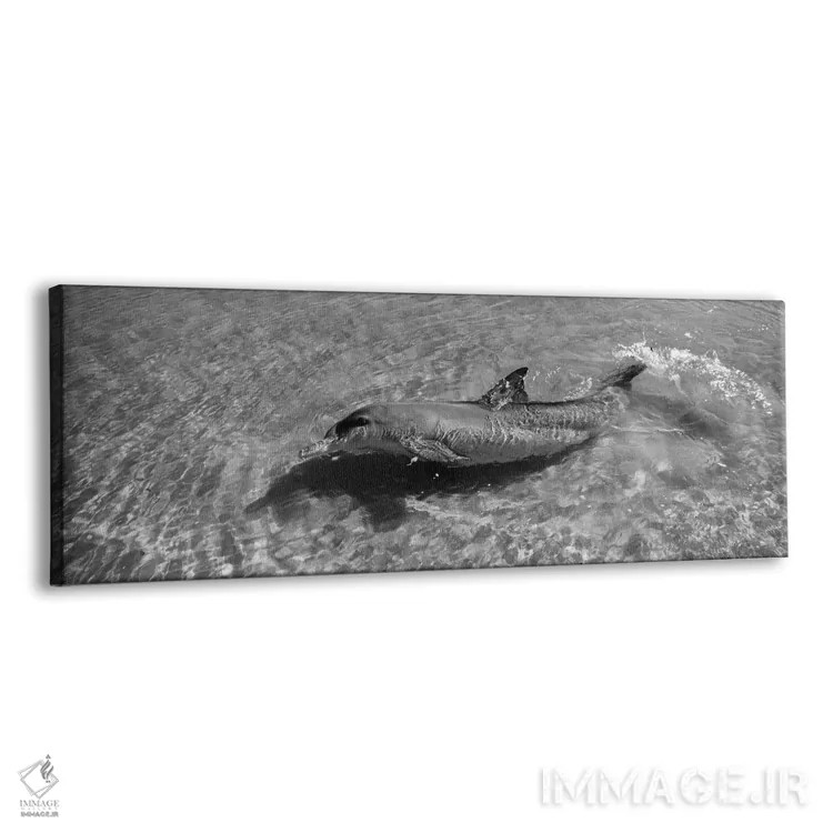 تابلو دکوراتیو Monkey Mia, Shark Bay Marine Park, Perth, Western Austr… اثر پانورامیک ایمجز - نمای پرسپکتیو محصول