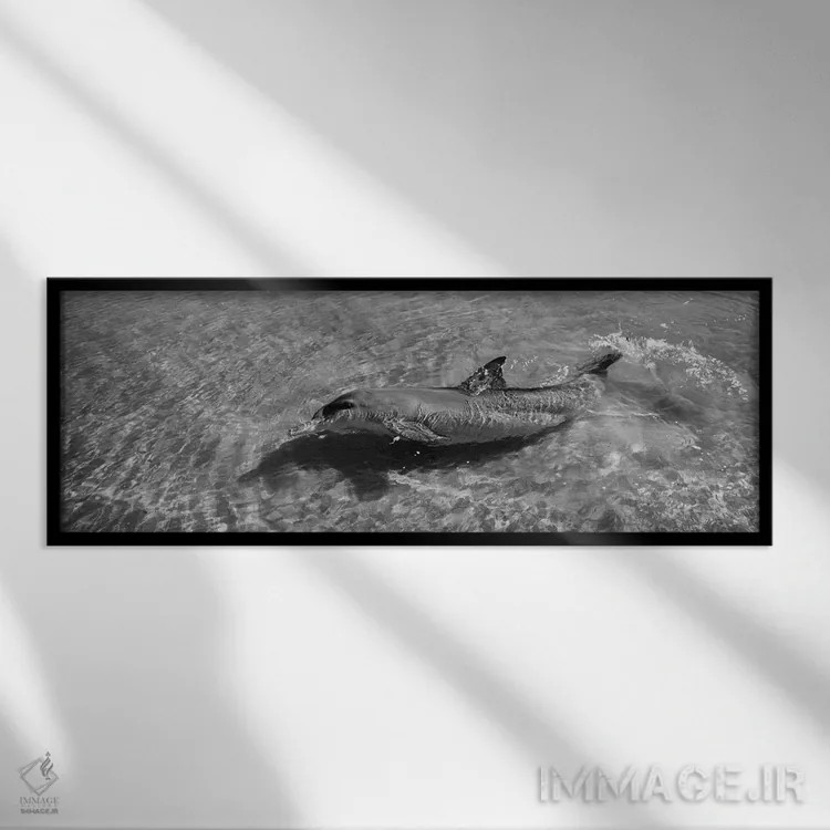 تابلو دکوراتیو Monkey Mia, Shark Bay Marine Park, Perth, Western Austr… اثر پانورامیک ایمجز - نمای قابدار مشکی