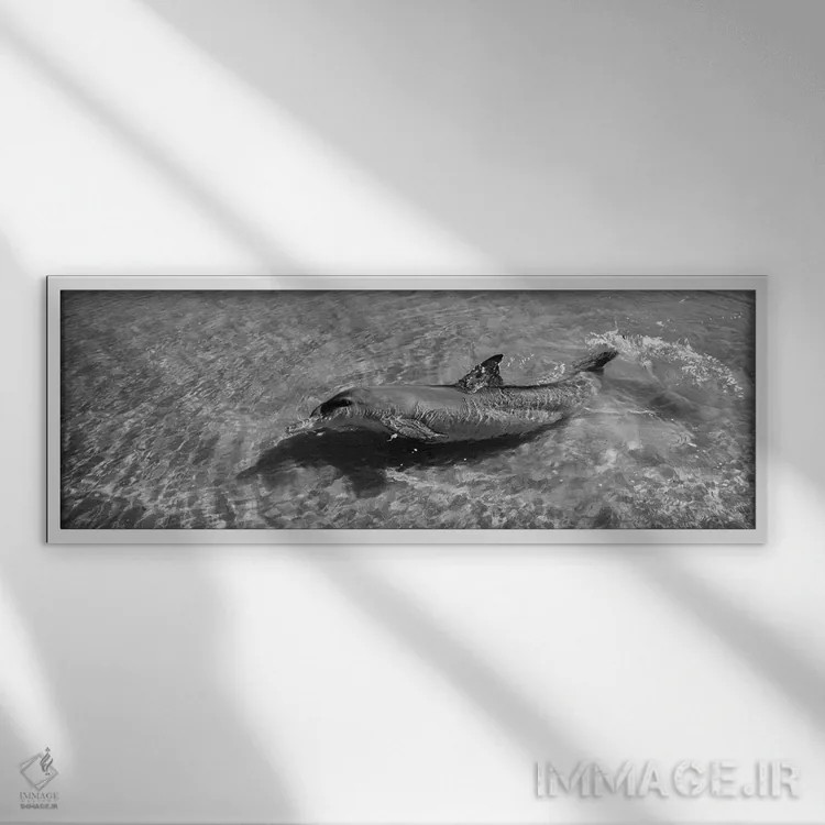 تابلو دکوراتیو Monkey Mia, Shark Bay Marine Park, Perth, Western Austr… اثر پانورامیک ایمجز - نمای قابدار سفید