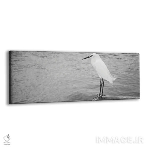 تابلو دکوراتیو Gulf Of Mexico, Florida, USA" - "نمای نزدیک از ایگرت بر… اثر پانورامیک ایمجز - نمای پرسپکتیو محصول