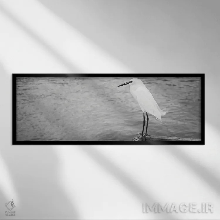 تابلو دکوراتیو Gulf Of Mexico, Florida, USA" - "نمای نزدیک از ایگرت بر… اثر پانورامیک ایمجز - نمای قابدار مشکی