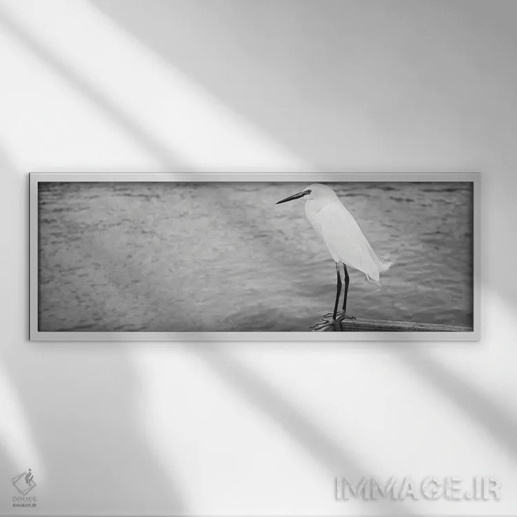 تابلو دکوراتیو Gulf Of Mexico, Florida, USA" - "نمای نزدیک از ایگرت بر… اثر پانورامیک ایمجز - نمای قابدار سفید