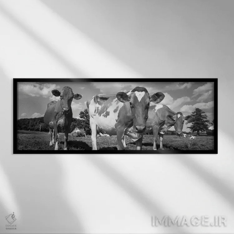 تابلو دکوراتیو Waupun, Dodge County, Wisconsin, USA" - "گاوها در یک مز… اثر پانورامیک ایمجز - نمای قابدار مشکی