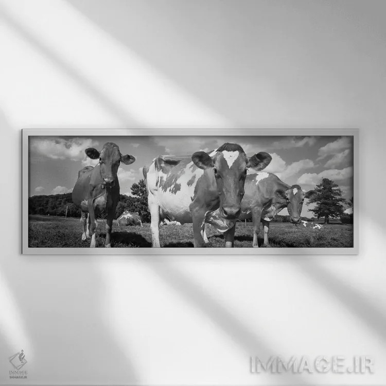 تابلو دکوراتیو Waupun, Dodge County, Wisconsin, USA" - "گاوها در یک مز… اثر پانورامیک ایمجز - نمای قابدار سفید
