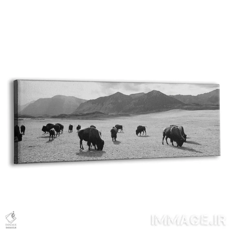 تابلو دکوراتیو Waterton Lakes National Park, Alberta, Canada" - "گله ا… اثر پانورامیک ایمجز - نمای پرسپکتیو محصول