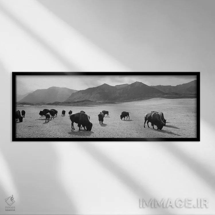 تابلو دکوراتیو Waterton Lakes National Park, Alberta, Canada" - "گله ا… اثر پانورامیک ایمجز - نمای قابدار مشکی