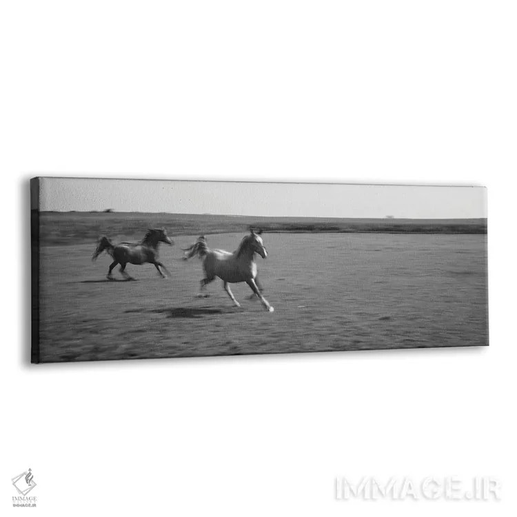 تابلو دکوراتیو دو اسب عربی در حال دویدن در دشت، استل، شهرستان فورد، ای… اثر پانورامیک ایمجز - نمای پرسپکتیو محصول
