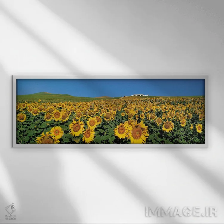 تابلو دکوراتیو مزرعه آفتابگردان، آندلس، اسپانیا اثر پانورامیک ایمجز - نمای قابدار سفید