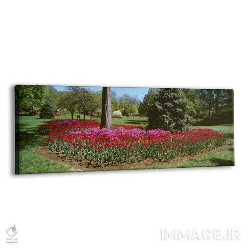 تابلو دکوراتیو Sherwood Gardens, Baltimore, Maryland, USA,گل های آزالی… اثر پانورامیک ایمجز - نمای پرسپکتیو محصول