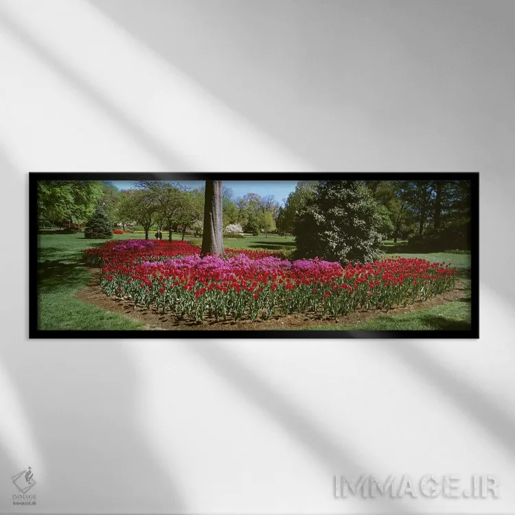 تابلو دکوراتیو Sherwood Gardens, Baltimore, Maryland, USA,گل های آزالی… اثر پانورامیک ایمجز - نمای قابدار مشکی