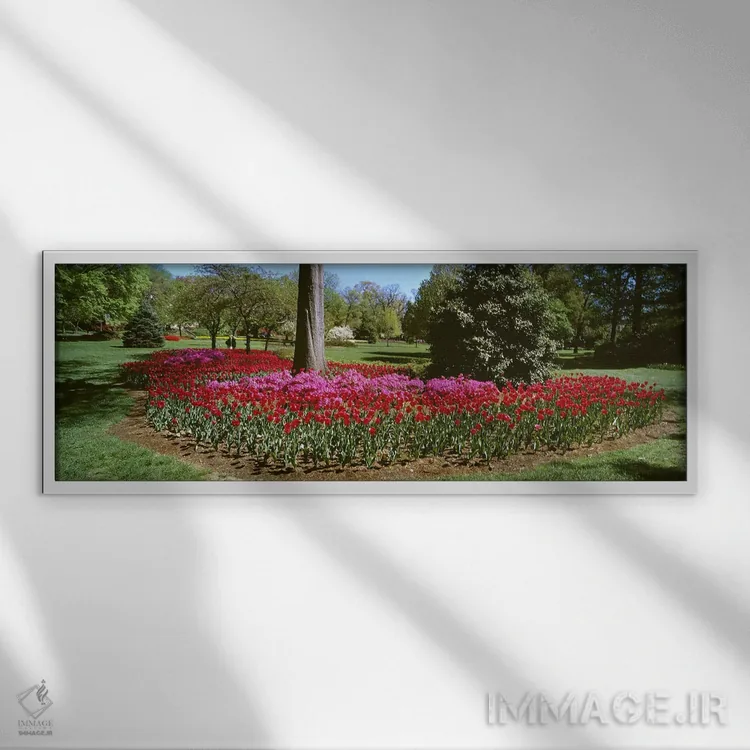 تابلو دکوراتیو Sherwood Gardens, Baltimore, Maryland, USA,گل های آزالی… اثر پانورامیک ایمجز - نمای قابدار سفید