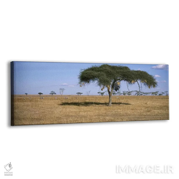 تابلو دکوراتیو Serengeti National Park, Tanzania,منظره دشت های آفریقا… اثر پانورامیک ایمجز - نمای پرسپکتیو محصول