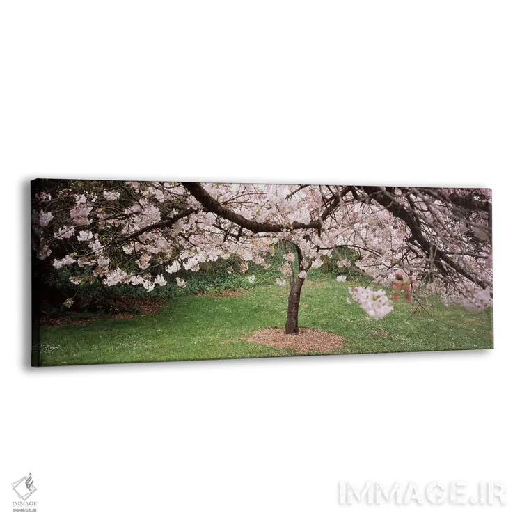 تابلو دکوراتیو Golden Gate Park, San Francisco, California, USA,درخت ش… اثر پانورامیک ایمجز - نمای پرسپکتیو محصول