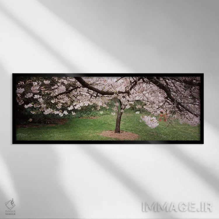 تابلو دکوراتیو Golden Gate Park, San Francisco, California, USA,درخت ش… اثر پانورامیک ایمجز - نمای قابدار مشکی