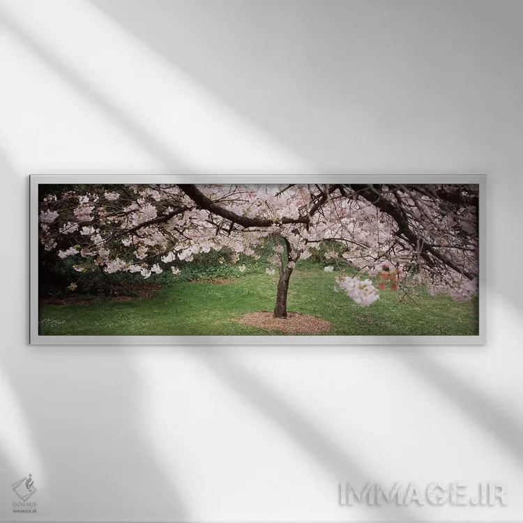 تابلو دکوراتیو Golden Gate Park, San Francisco, California, USA,درخت ش… اثر پانورامیک ایمجز - نمای قابدار سفید