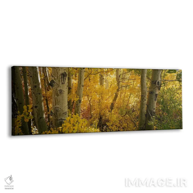 تابلو دکوراتیو Californian Sierra Nevada, California, USA,درختان صنوبر… اثر پانورامیک ایمجز - نمای پرسپکتیو محصول