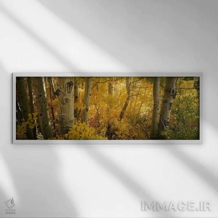 تابلو دکوراتیو Californian Sierra Nevada, California, USA,درختان صنوبر… اثر پانورامیک ایمجز - نمای قابدار سفید