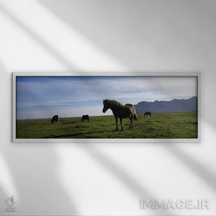 تابلو دکوراتیو Svinafell, Iceland,اسب های ایسلندی در دشتی از اسوینافل… اثر پانورامیک ایمجز - نمای قابدار سفید