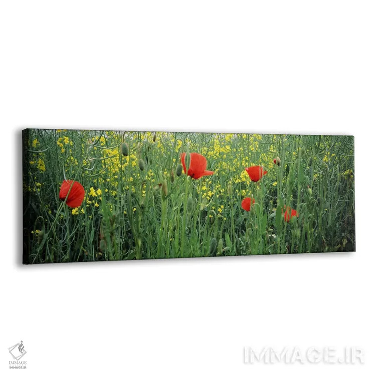 تابلو دکوراتیو Baden-Wurttemberg, Germany,شکوفه های شقایق در مزرعه کلز… اثر پانورامیک ایمجز - نمای پرسپکتیو محصول