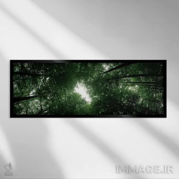 تابلو دکوراتیو Baden-Wurttemberg, Germany,نمای پایین از درختان راش، با… اثر پانورامیک ایمجز - نمای قابدار مشکی