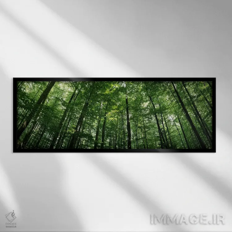 تابلو دکوراتیو Baden-Wurttemberg, Germany #2,نمای پایین از درختان راش… اثر پانورامیک ایمجز - نمای قابدار مشکی