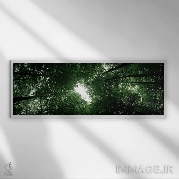 تابلو دکوراتیو Baden-Wurttemberg, Germany,نمای پایین از درختان راش، با… اثر پانورامیک ایمجز - نمای قابدار سفید
