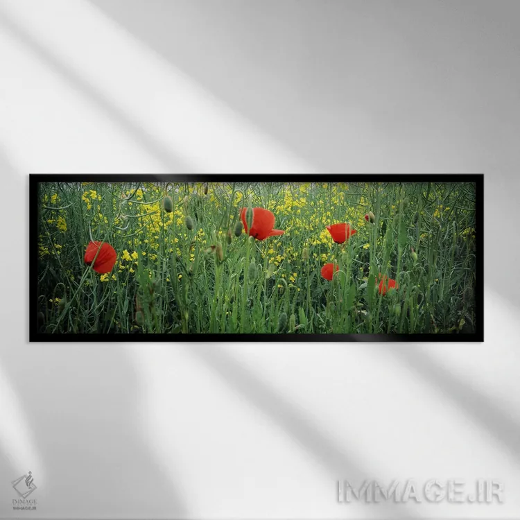 تابلو دکوراتیو Baden-Wurttemberg, Germany,شکوفه های شقایق در مزرعه کلز… اثر پانورامیک ایمجز - نمای قابدار مشکی