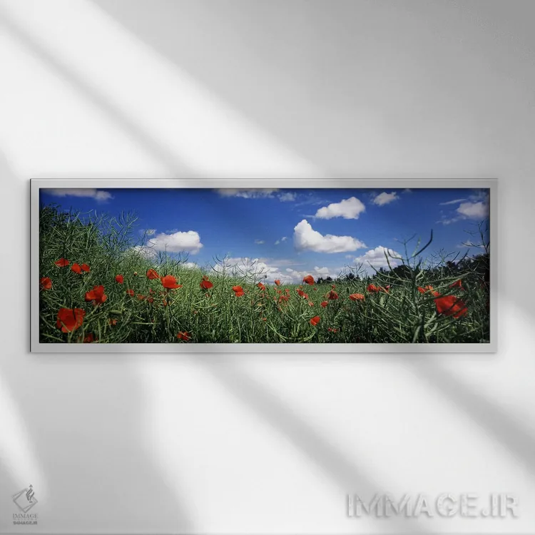 تابلو دکوراتیو Baden-Wurttemberg, Germany,شقایق های سرخ در حال شکوفه د… اثر پانورامیک ایمجز - نمای قابدار سفید