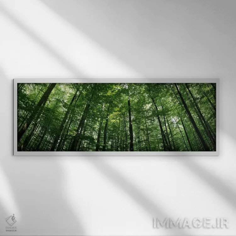 تابلو دکوراتیو Baden-Wurttemberg, Germany #2,نمای پایین از درختان راش… اثر پانورامیک ایمجز - نمای قابدار سفید