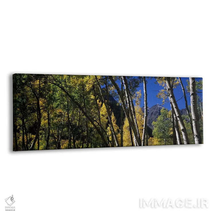 تابلو دکوراتیو Maroon Bells, Aspen, Pitkin County, Colorado, USA,درختا… اثر پانورامیک ایمجز - نمای پرسپکتیو محصول