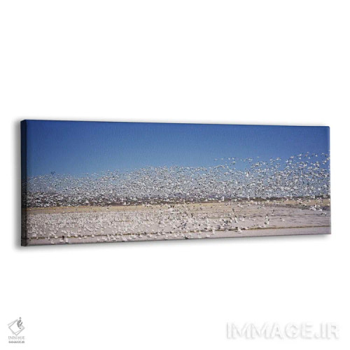 تابلو دکوراتیو Bosque del Apache National Wildlife Reserve, Socorro Co… اثر پانورامیک ایمجز - نمای پرسپکتیو محصول