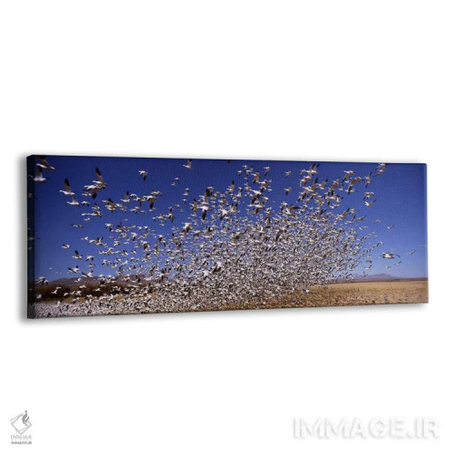 تابلو دکوراتیو Bosque del Apache National Wildlife Reserve, Socorro Co… اثر پانورامیک ایمجز - نمای پرسپکتیو محصول