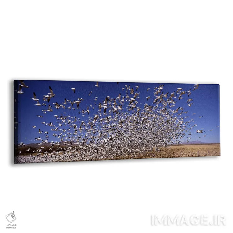 تابلو دکوراتیو Bosque del Apache National Wildlife Reserve, Socorro Co… اثر پانورامیک ایمجز - نمای پرسپکتیو محصول