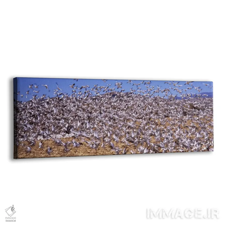 تابلو دکوراتیو Bosque del Apache National Wildlife Reserve, Socorro Co… اثر پانورامیک ایمجز - نمای پرسپکتیو محصول