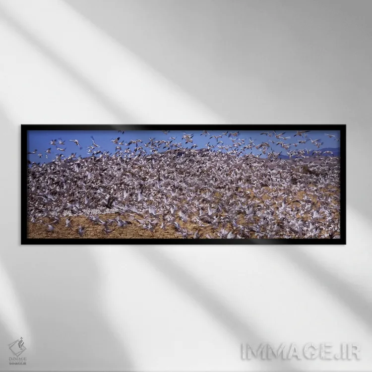 تابلو دکوراتیو Bosque del Apache National Wildlife Reserve, Socorro Co… اثر پانورامیک ایمجز - نمای قابدار مشکی
