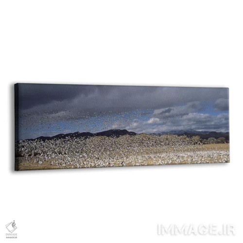 تابلو دکوراتیو Bosque del Apache National Wildlife Reserve, Socorro Co… اثر پانورامیک ایمجز - نمای پرسپکتیو محصول