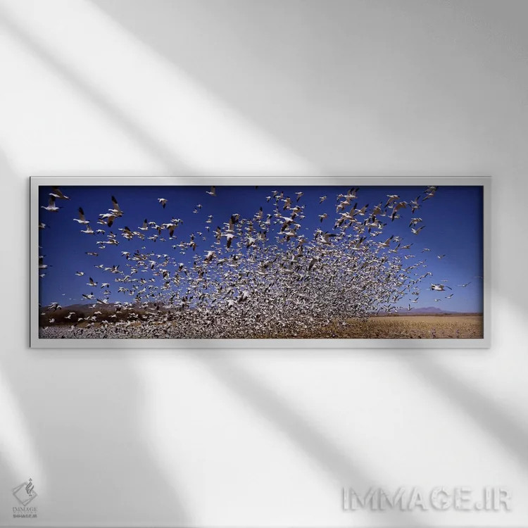 تابلو دکوراتیو Bosque del Apache National Wildlife Reserve, Socorro Co… اثر پانورامیک ایمجز - نمای قابدار سفید