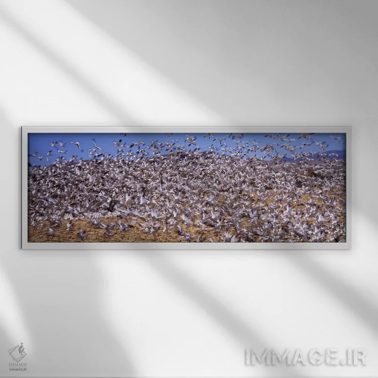 تابلو دکوراتیو Bosque del Apache National Wildlife Reserve, Socorro Co… اثر پانورامیک ایمجز - نمای قابدار سفید