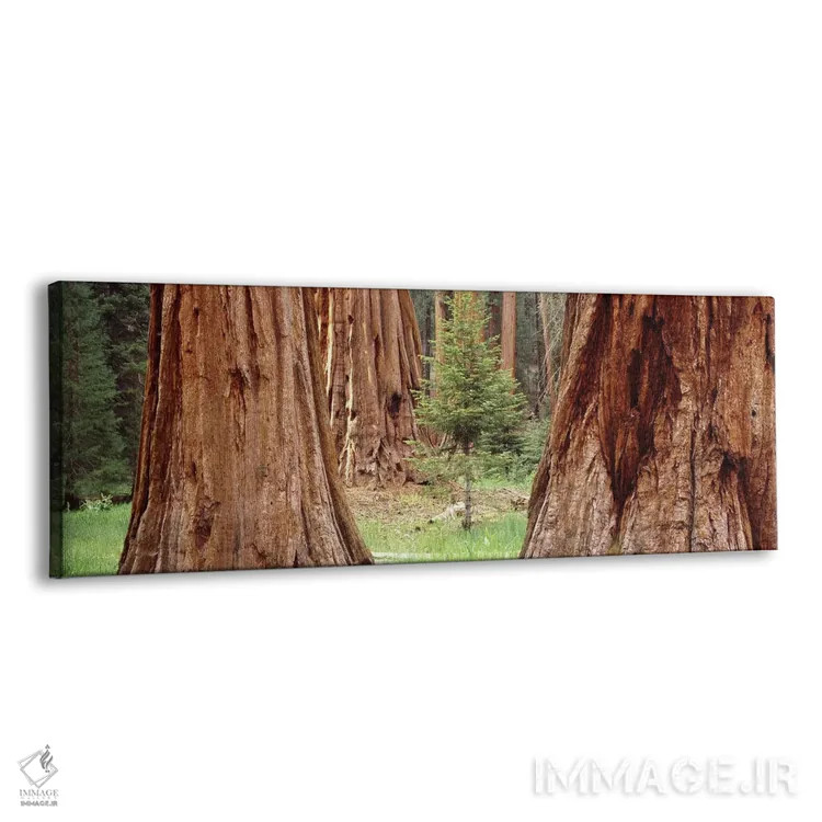 تابلو دکوراتیو Sequoia National Park, California, USA,نهال در میان سکو… اثر پانورامیک ایمجز - نمای پرسپکتیو محصول
