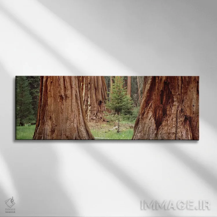 تابلو دکوراتیو Sequoia National Park, California, USA,نهال در میان سکو… اثر پانورامیک ایمجز - نمای روبهرو روی دیوار